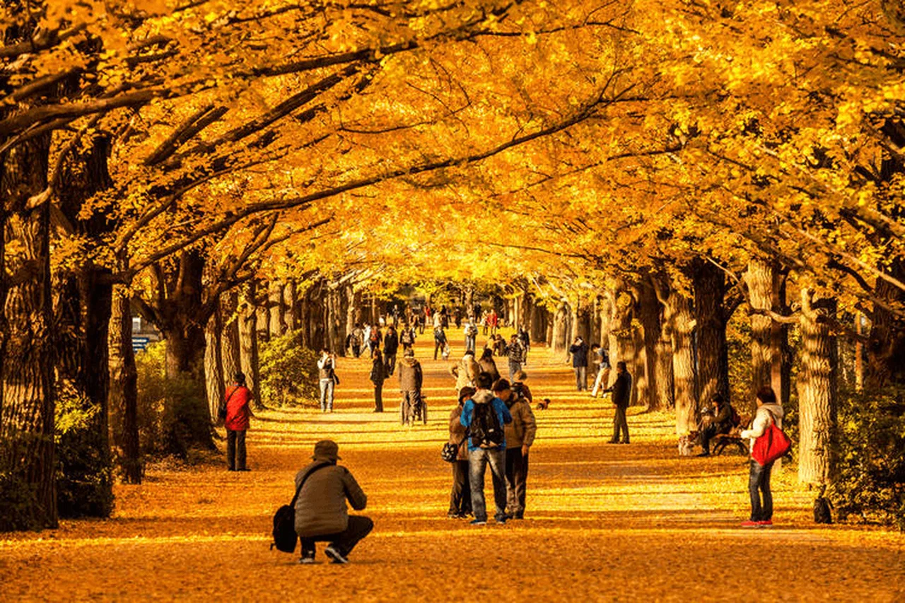 Autumn in Japan