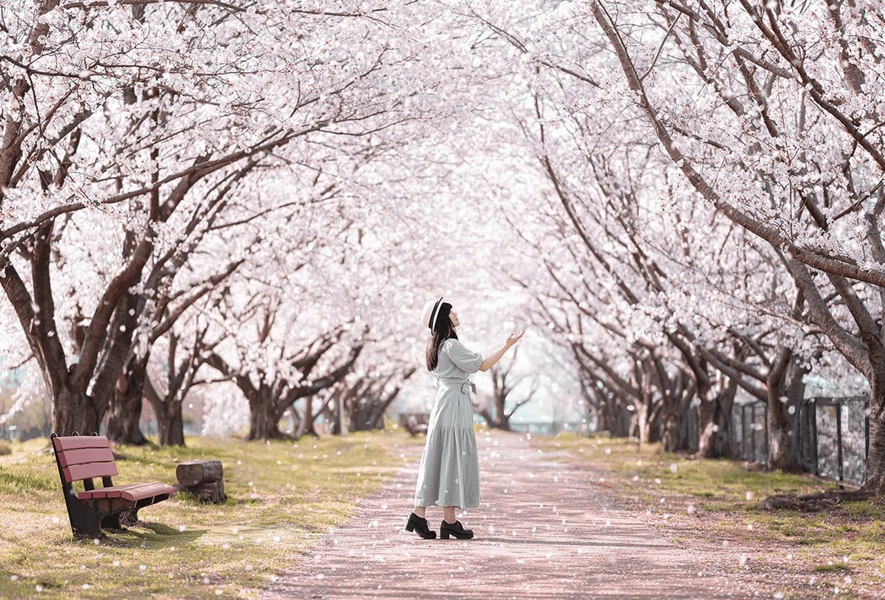 Cherry Blossom in Japan